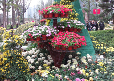 晒秋天--菊花_50字_作文网